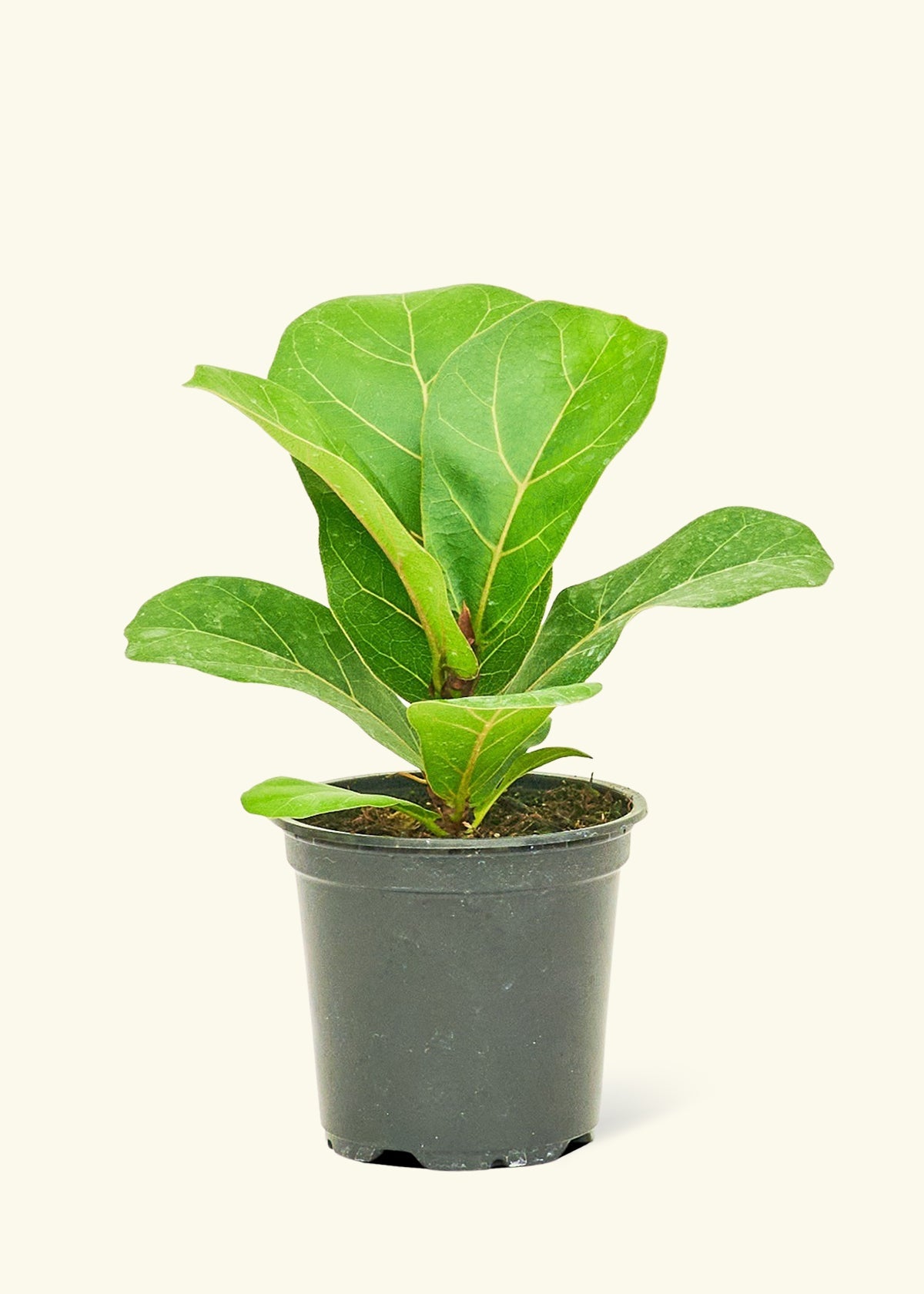Fiddle Leaf Fig in a 4 inches grow pot