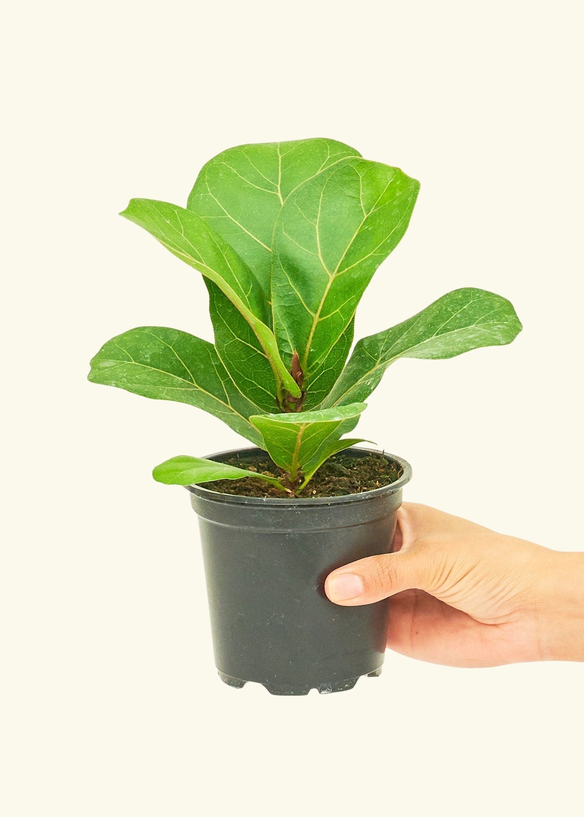 Fiddle Leaf Fig in a 4 inches grow pot