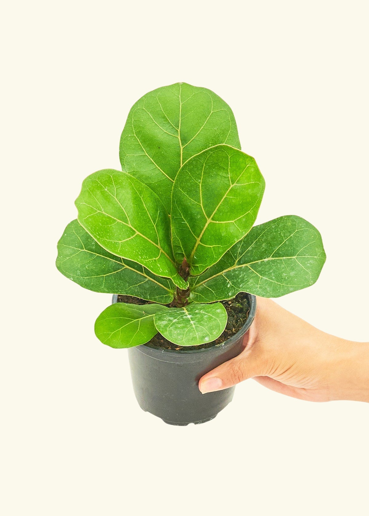 Fiddle Leaf Fig in a 4 inches grow pot