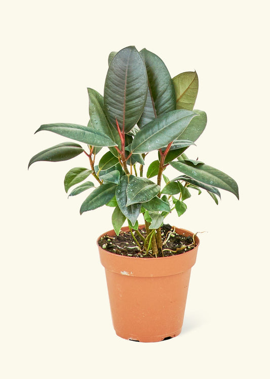 Rubber Tree Burgundy in a 4 inches grow pot