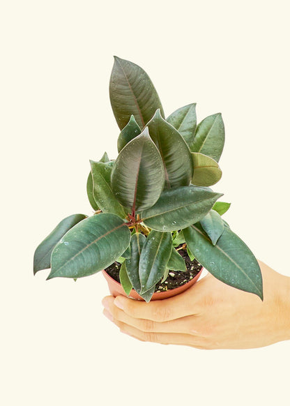 Rubber Tree Burgundy in a 4 inches grow pot