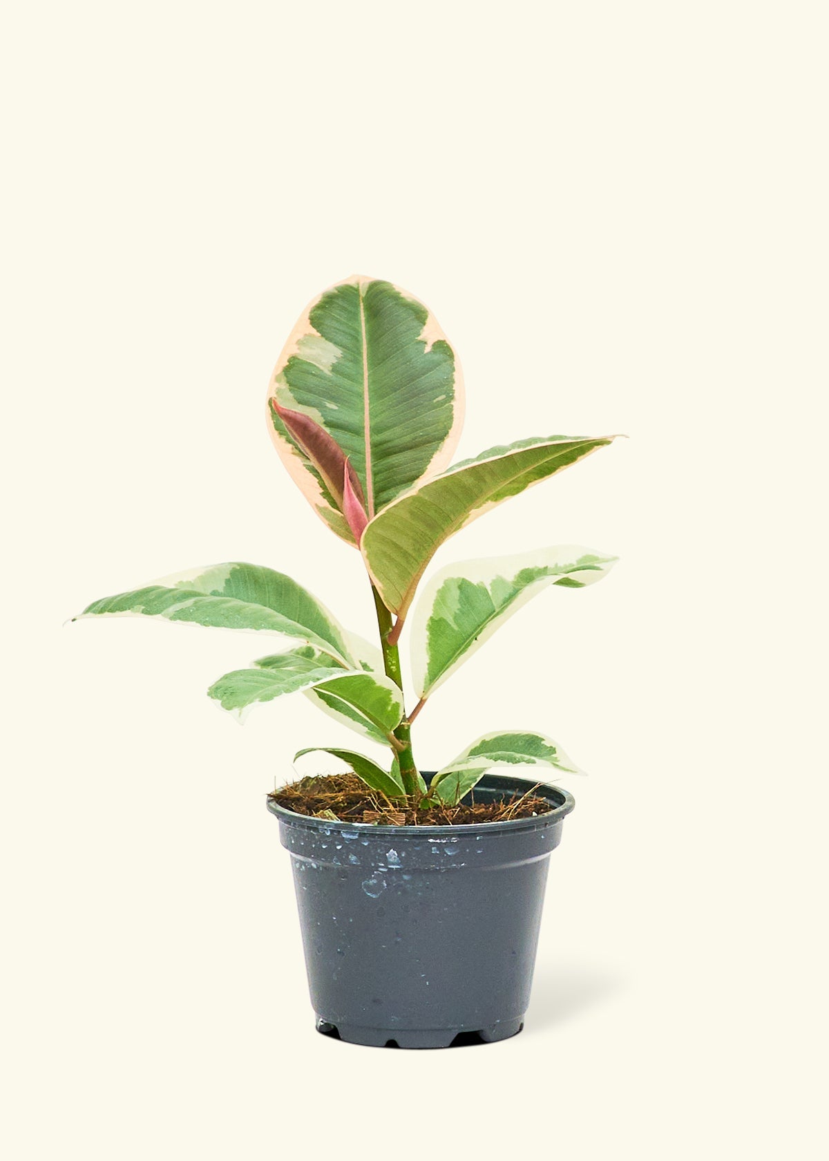 Ruby Rubber Tree in a 4 inches grow pot
