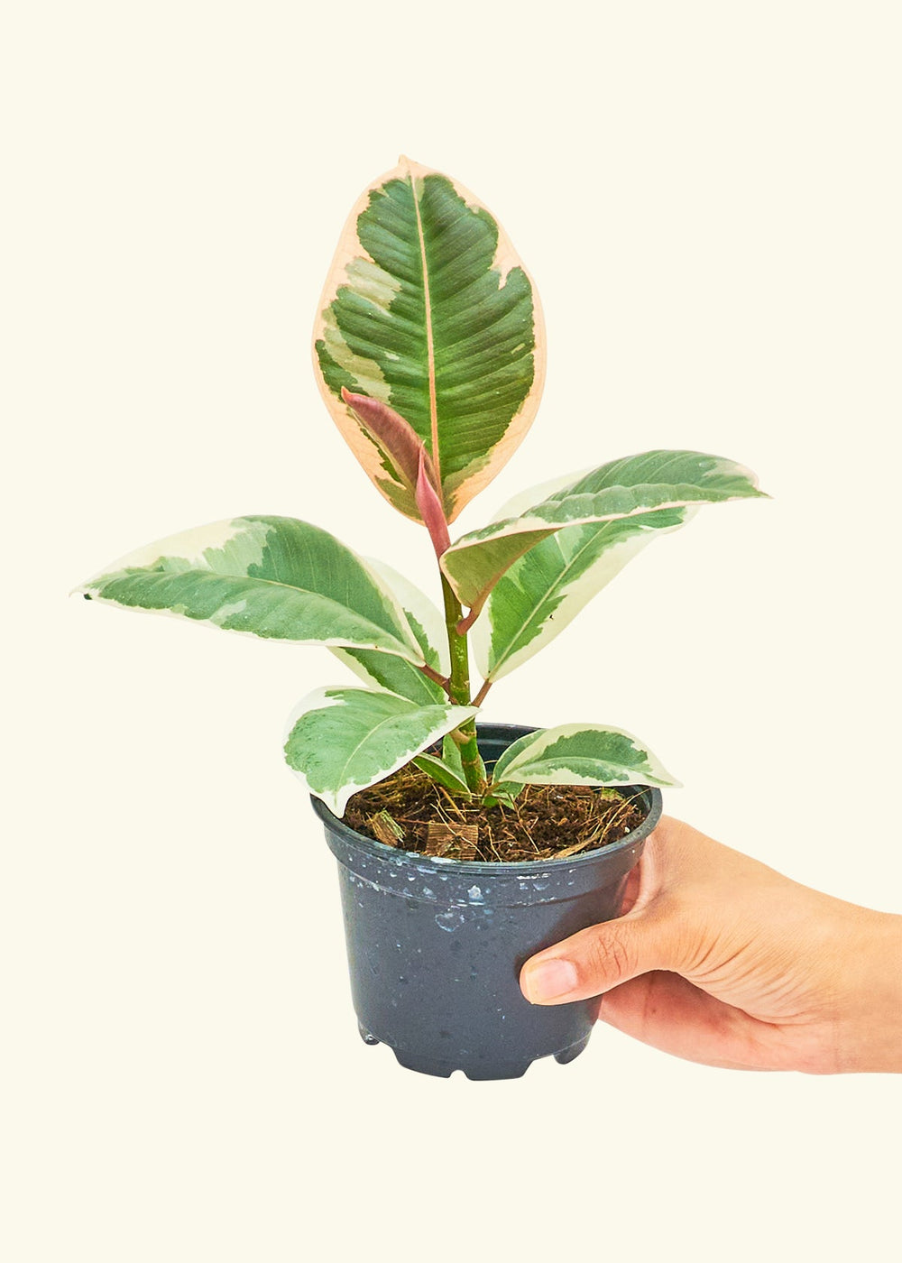 Ruby Rubber Tree in a 4 inches grow pot