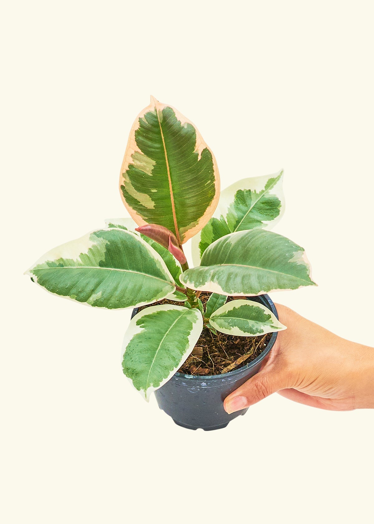 Ruby Rubber Tree in a 4 inches grow pot