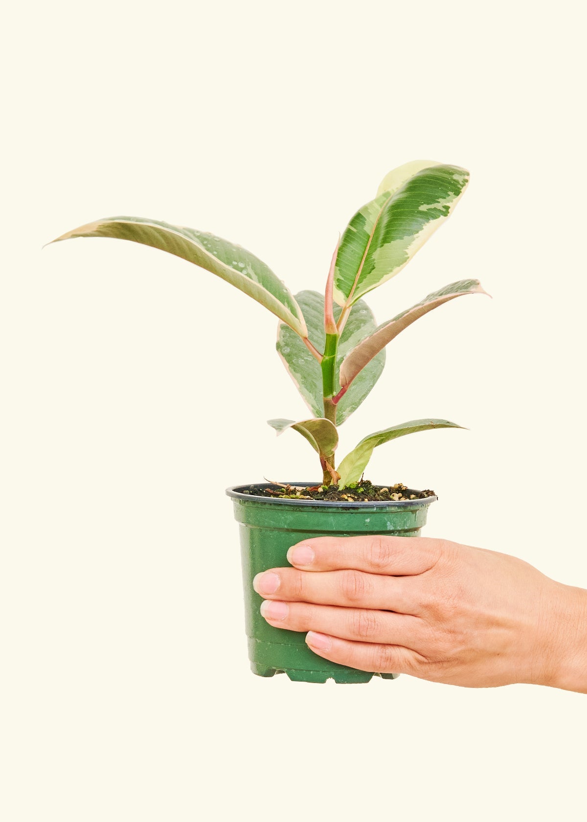 Variegated Rubber Plant in a 4 inches grow pot