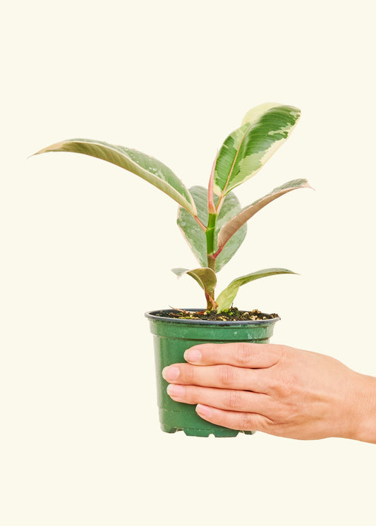 Variegated Rubber Plant in a 4 inches grow pot