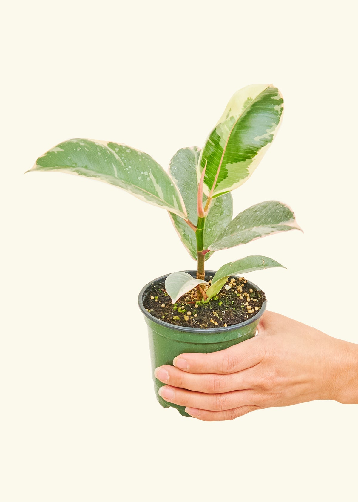 Variegated Rubber Plant in a 4 inches grow pot