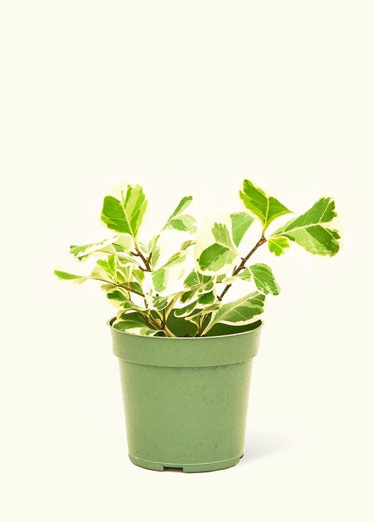 Variegated Triangle Ficus in a 4 inches grow pot