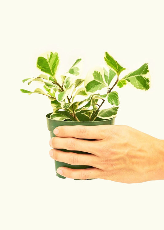 Variegated Triangle Ficus in a 4 inches grow pot