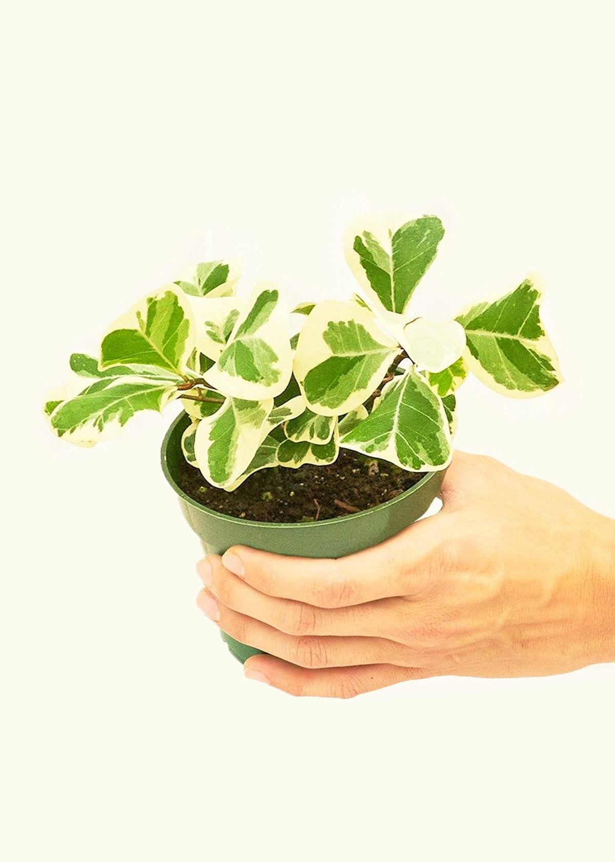 Variegated Triangle Ficus in a 4 inches grow pot