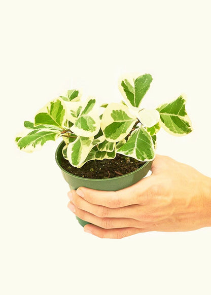Variegated Triangle Ficus in a 4 inches grow pot
