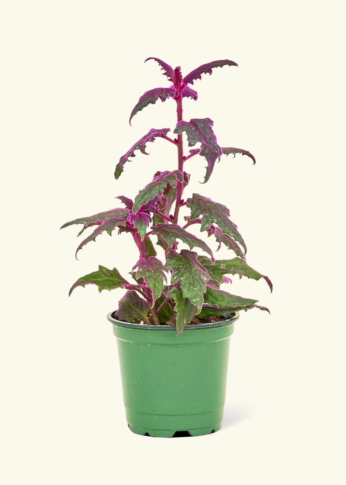 Purple Passion Plant in a 4 inches grow pot