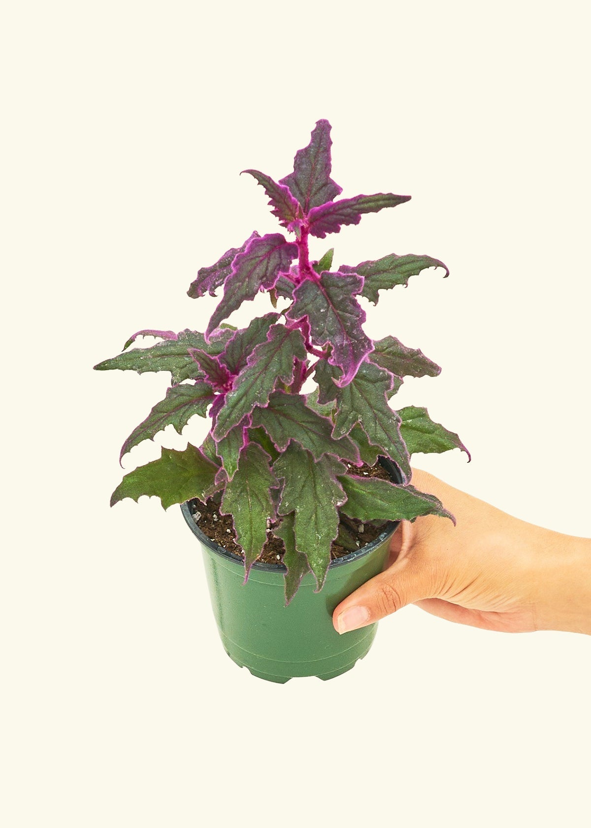 Purple Passion Plant in a 4 inches grow pot