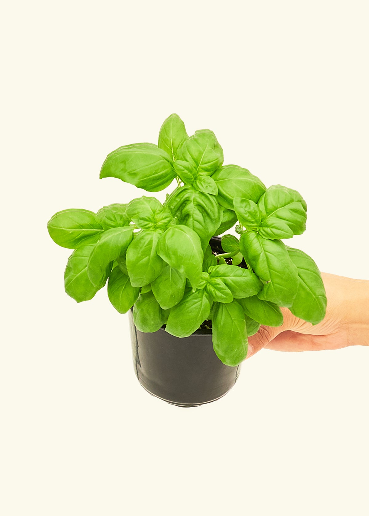 Basil in a 4 inches grow pot