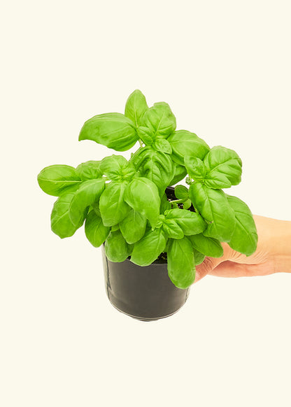Basil in a 4 inches grow pot