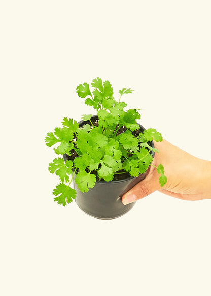 Cilantro in a 4 inches pot