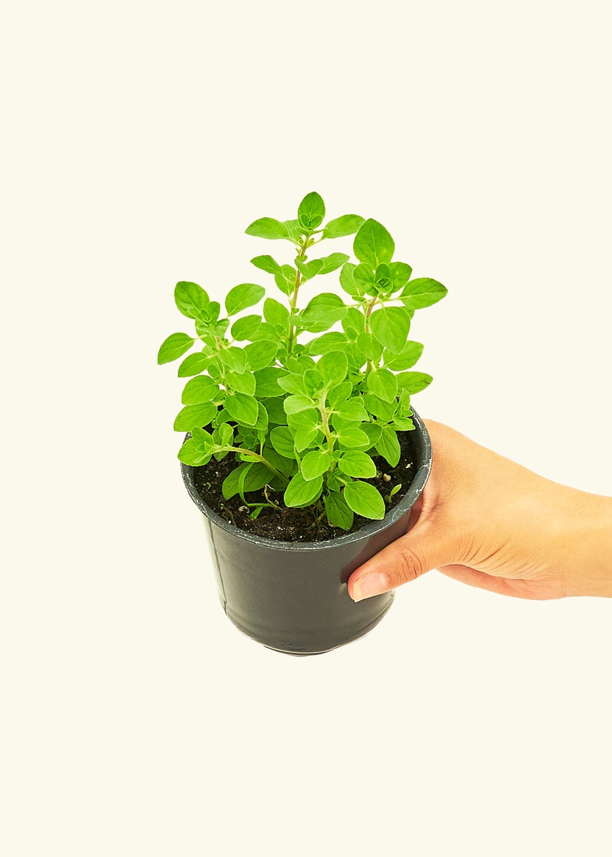 Oregano in a 4 inches pot