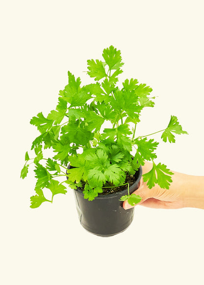 Parsley in a 4 inches pot.