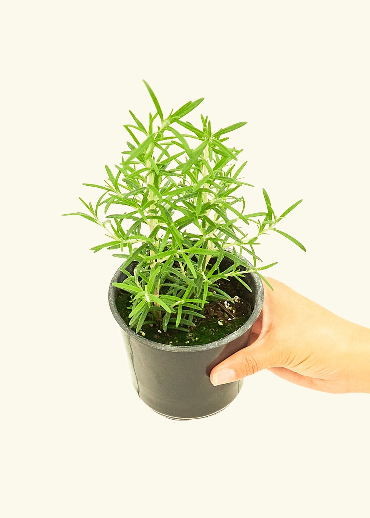 Rosemary in a 4 inches pot