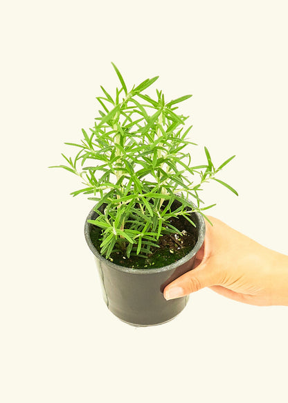 Rosemary in a 4 inches pot