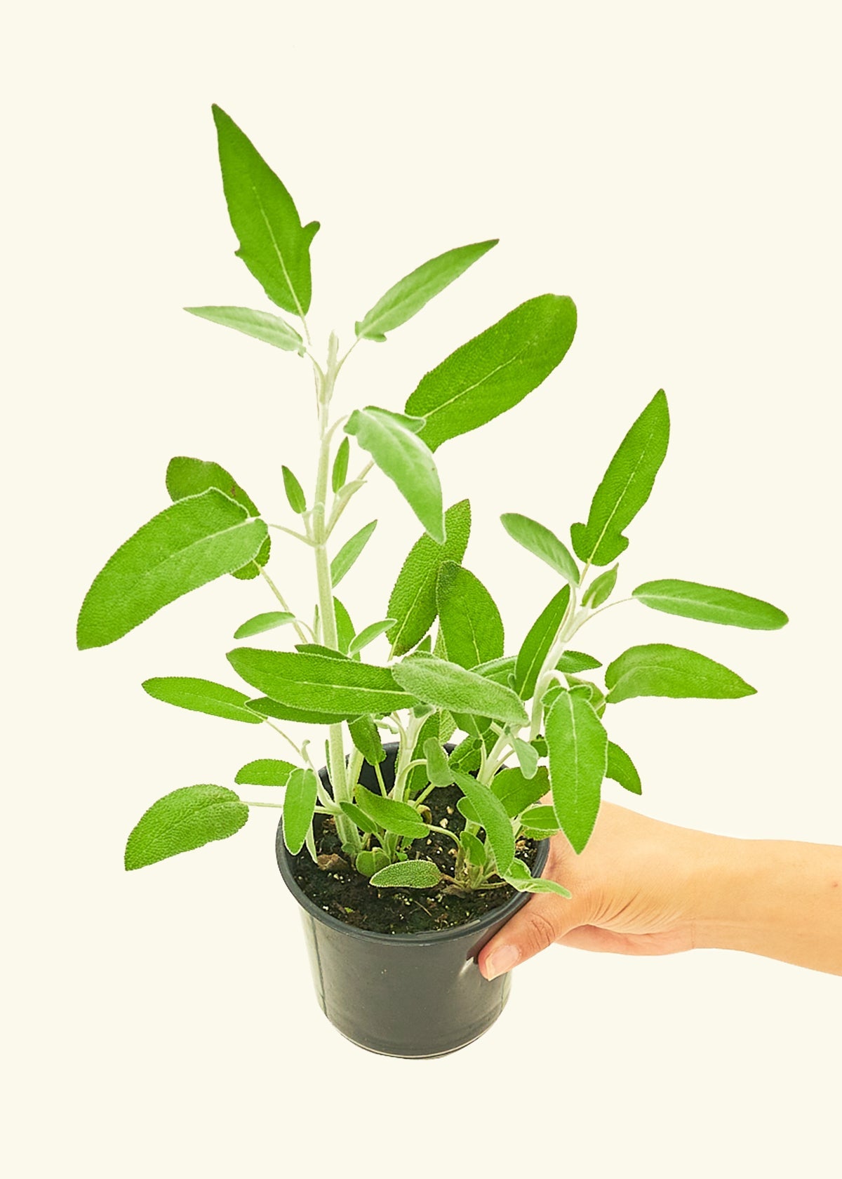Sage in a 4 inches pot