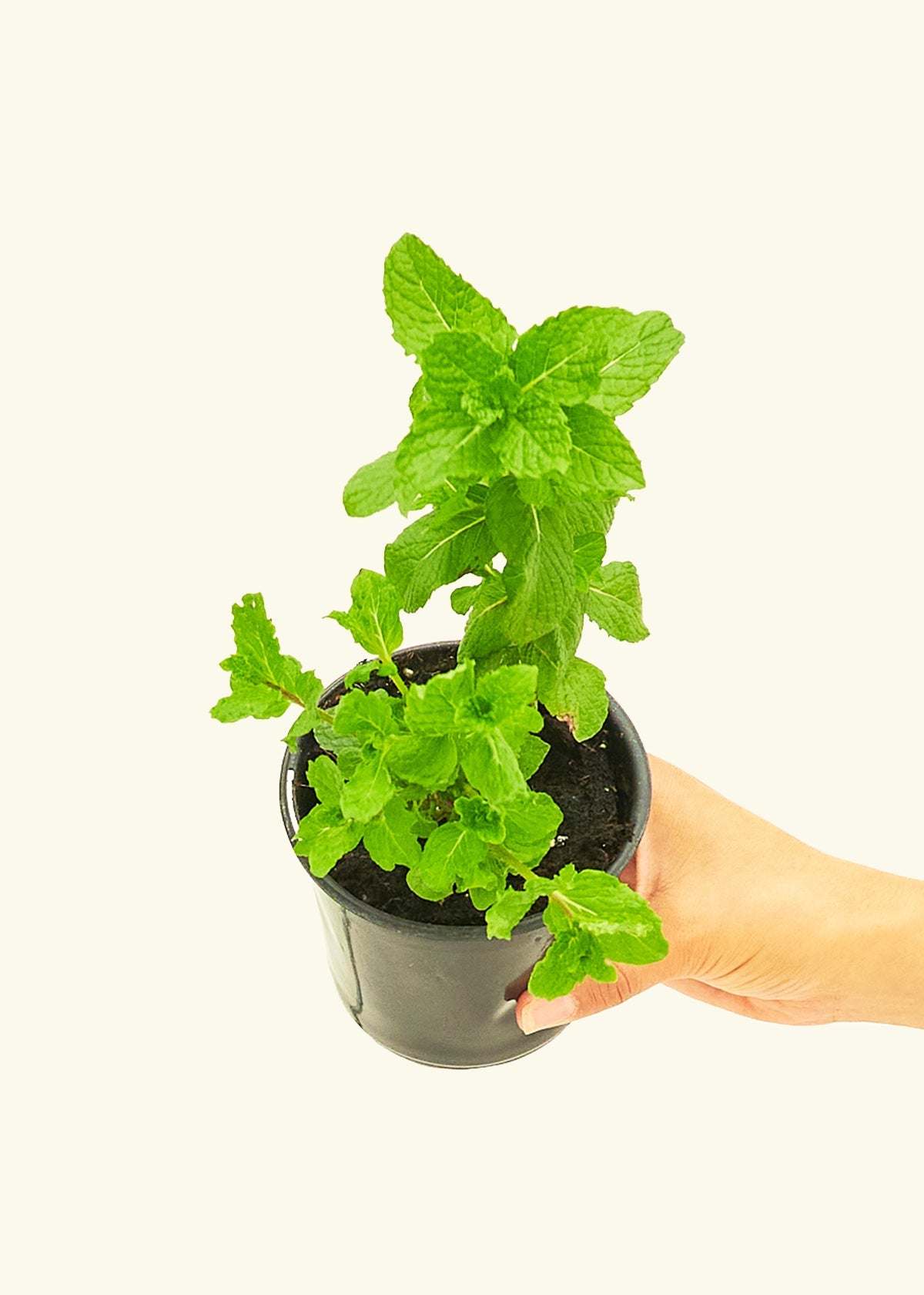 Mint 4 pack Plant Rooted 
