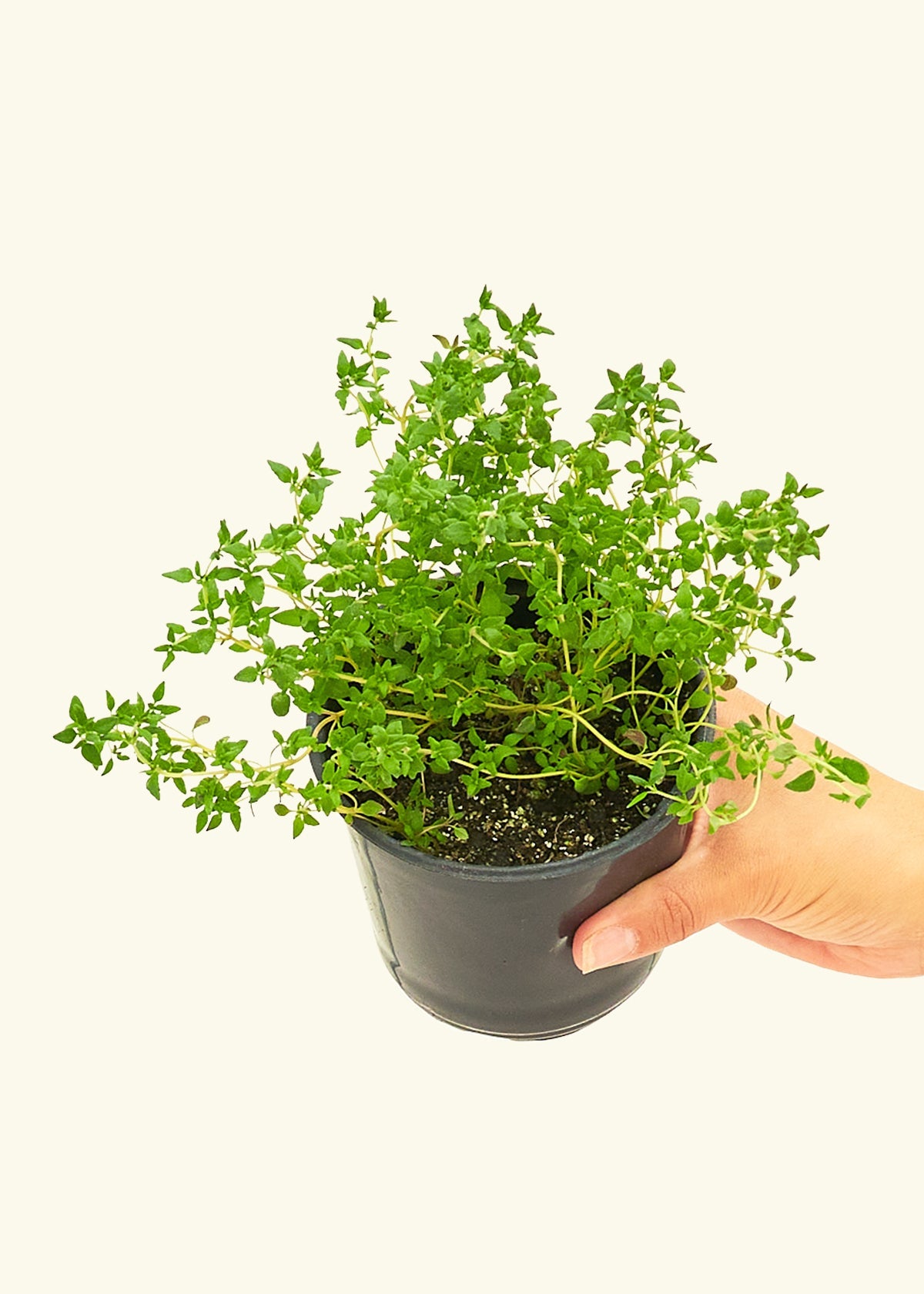 Thyme in a 4 inches pot