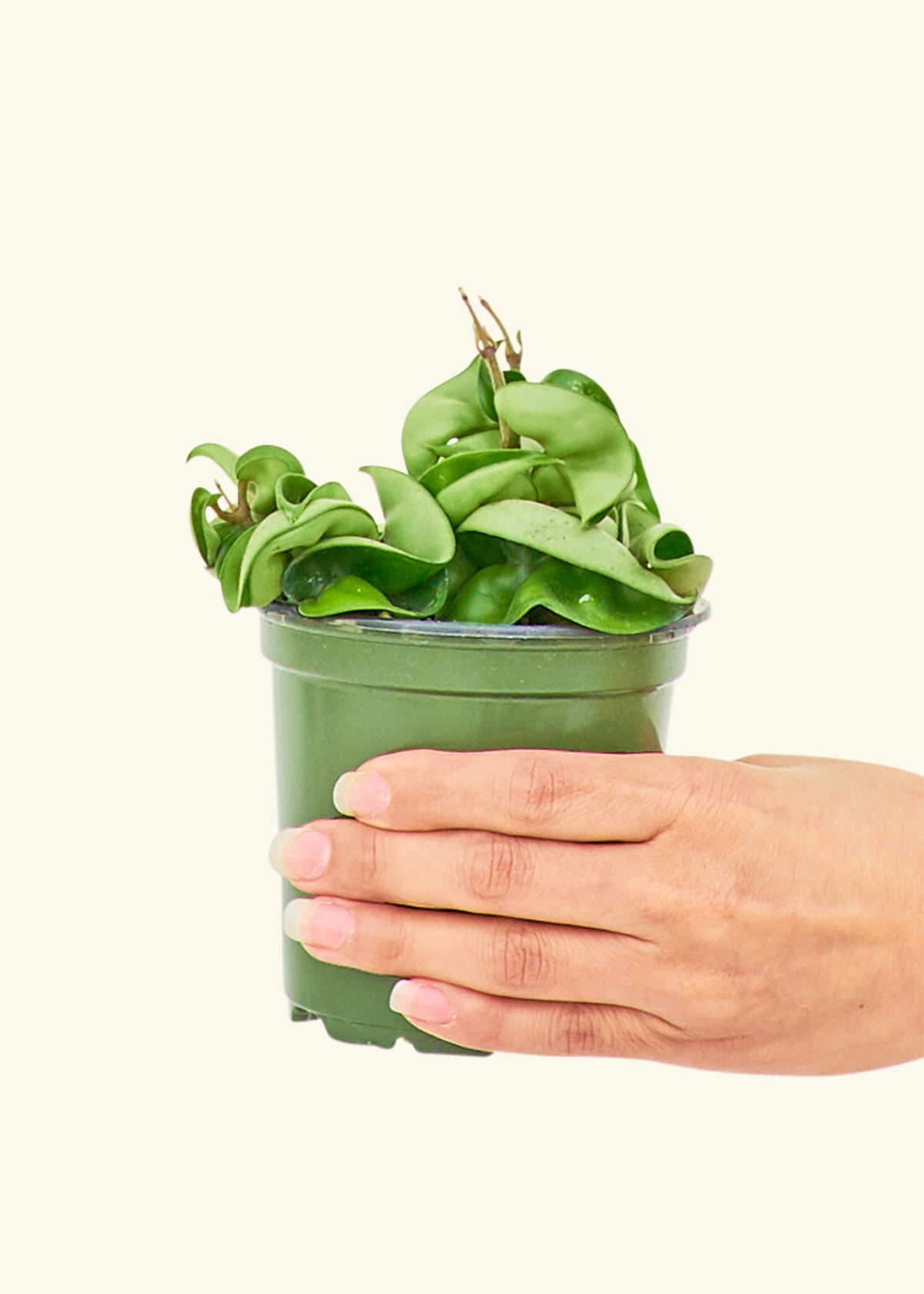 Hindu Rope Plant in a 4 inches grow pot in a Shamrock Petal Drip Tray