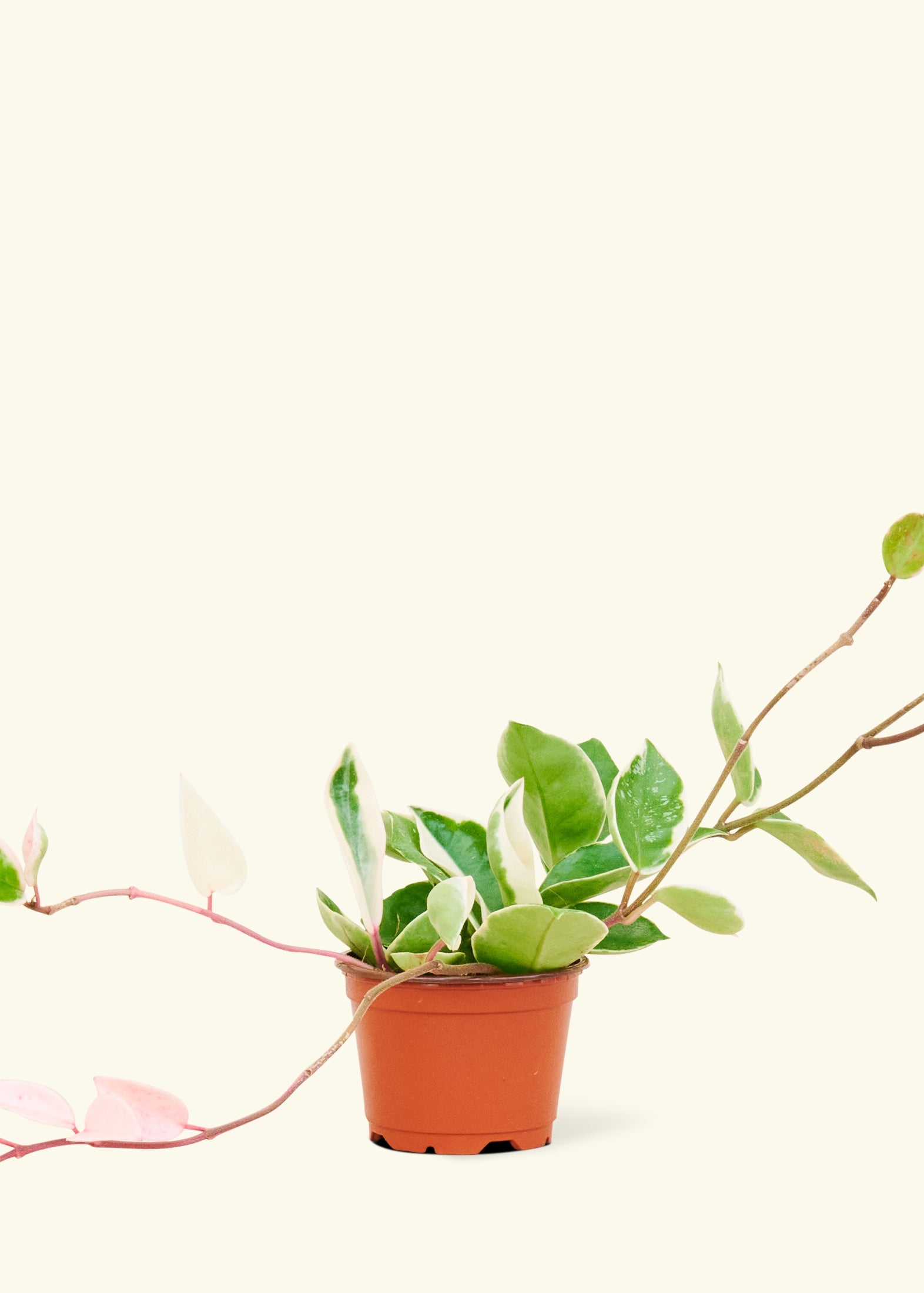 Rooted Hoya Krimson Queen - Thumbnail 3