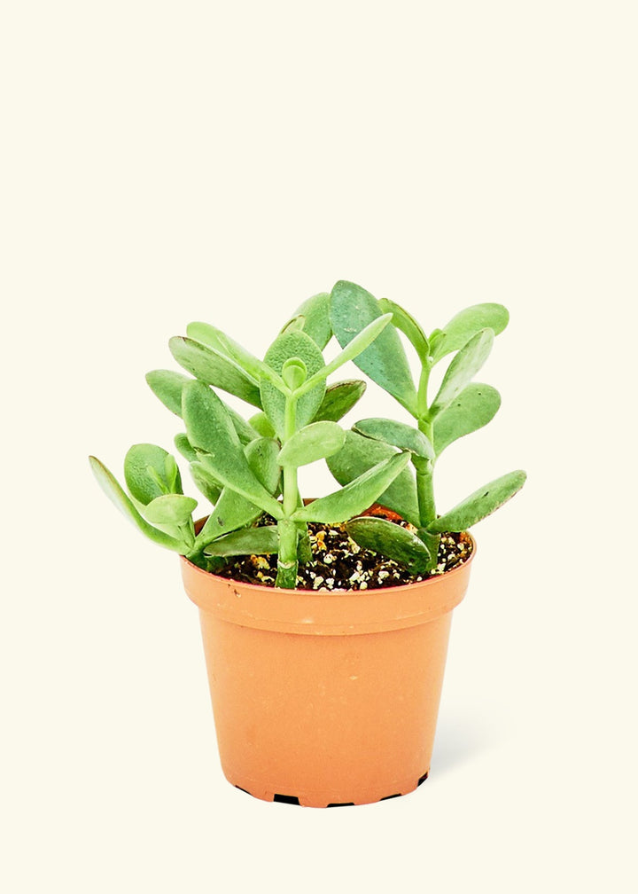 Jade Plant in a 4 inches grow pot