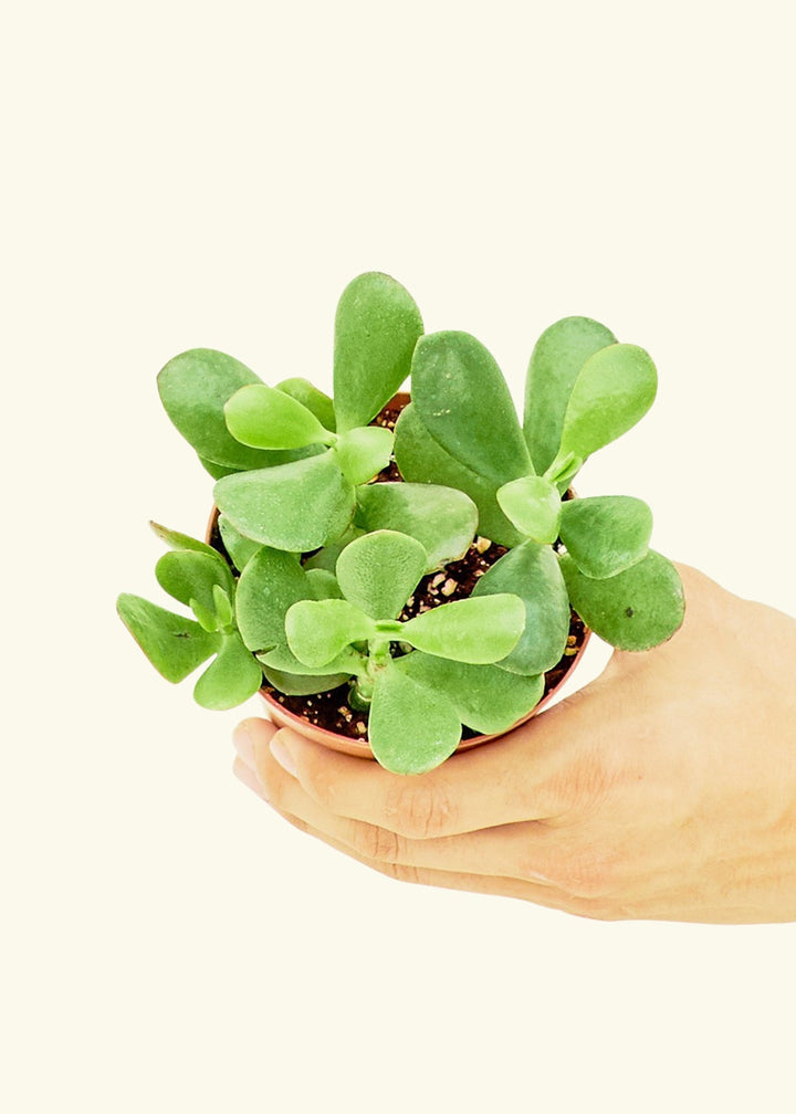 Jade Plant in a 4 inches grow pot