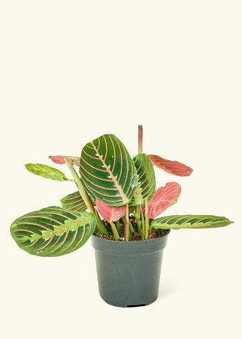 Red Prayer Plant