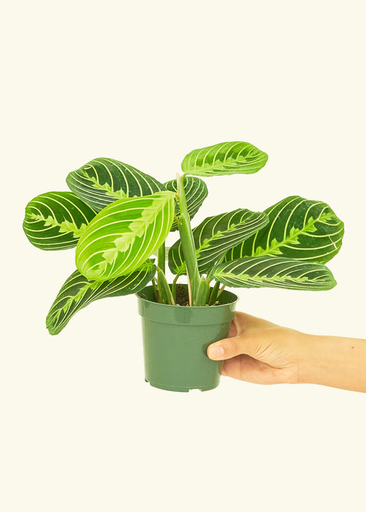 Lemon Lime Prayer Plant in a 4 inches grow pot