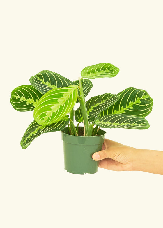 Lemon Lime Prayer Plant in a 4 inches grow pot