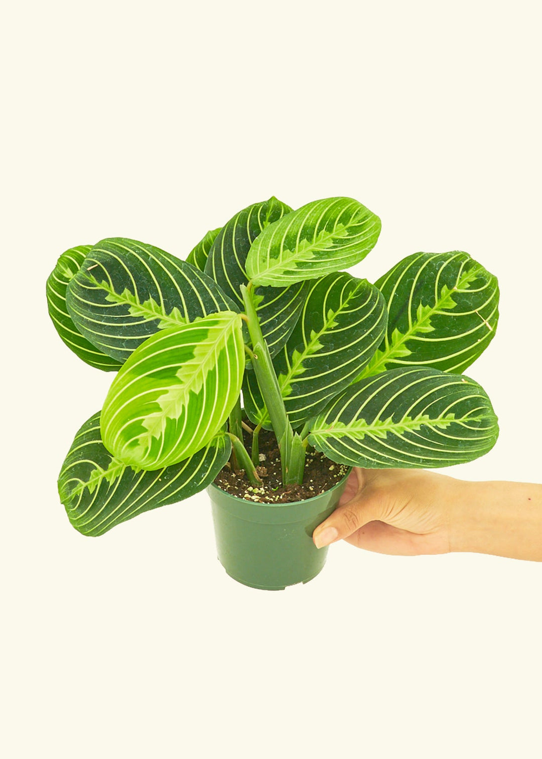 Lemon Lime Prayer Plant in a 4 inches grow pot