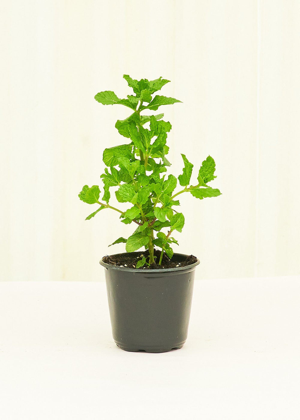 Mint 4 pack Plant Rooted 