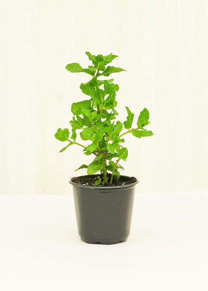 Mint 4 pack Plant Rooted 