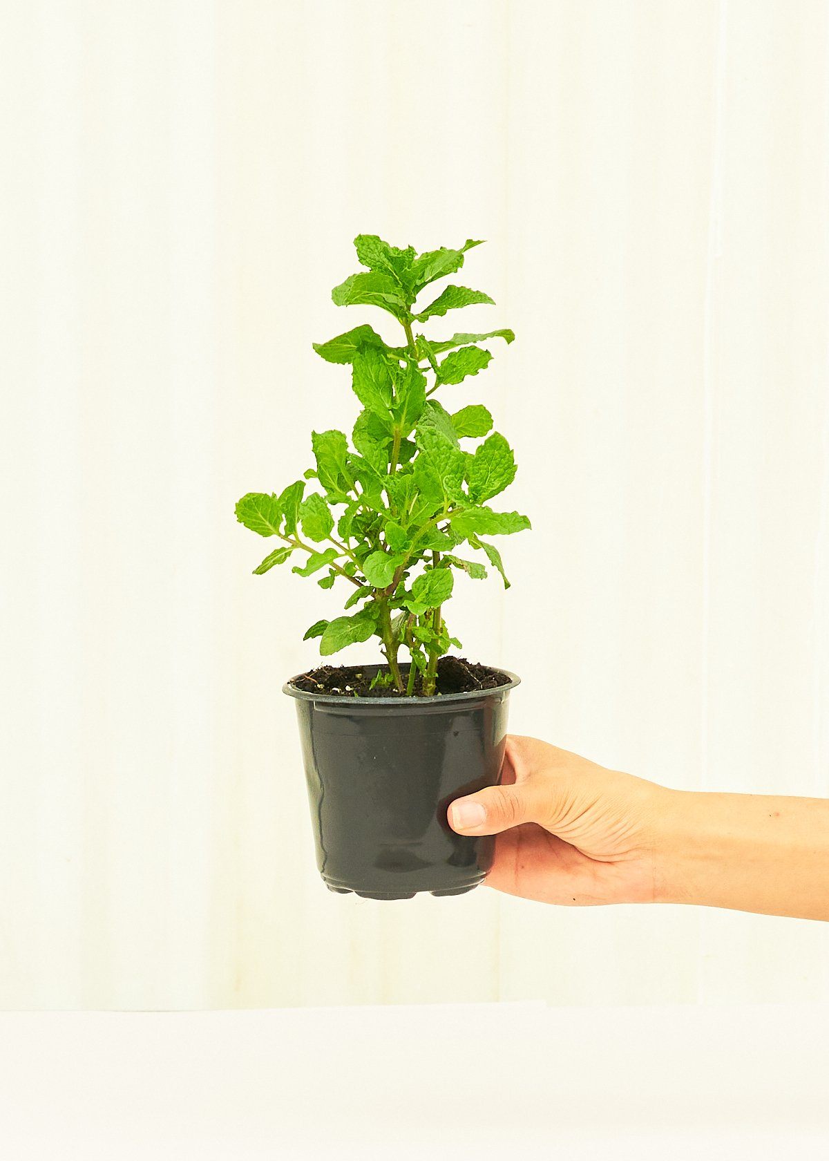 Mint 4 pack Plant Rooted 
