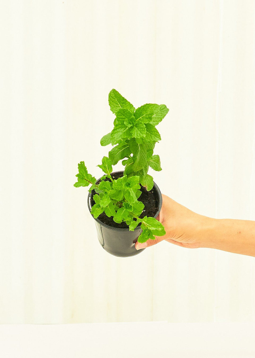 Mint 4 pack Plant Rooted 