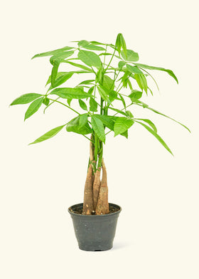 Money Tree in a 4 inches grow pot