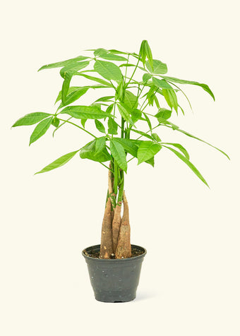 Braided Money Tree