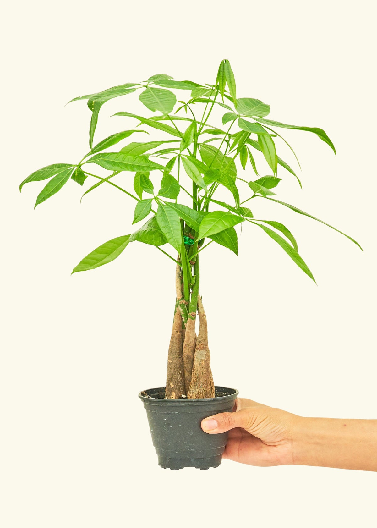 Money Tree in a 4 inches grow pot