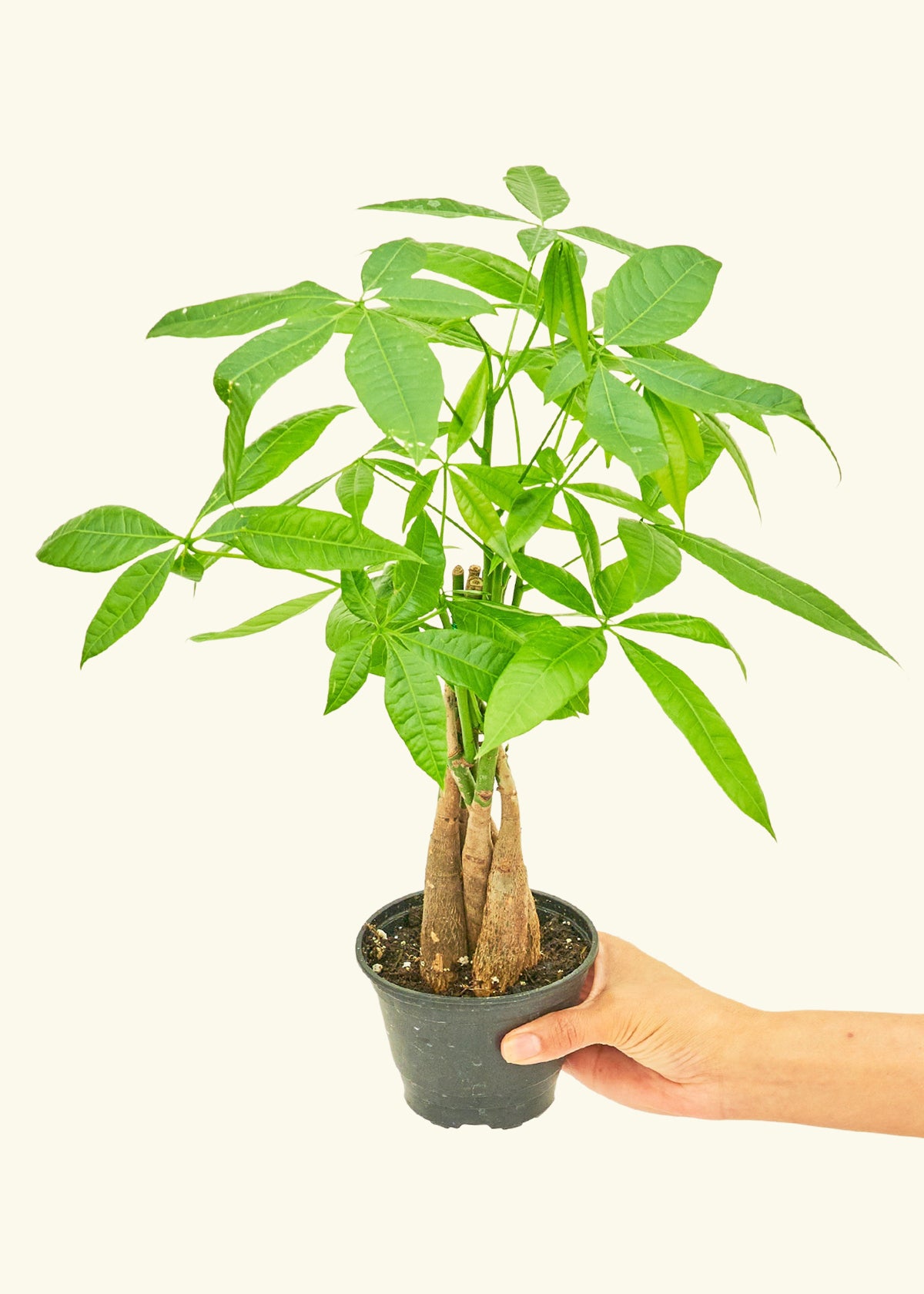 Money Tree in a 4 inches grow pot