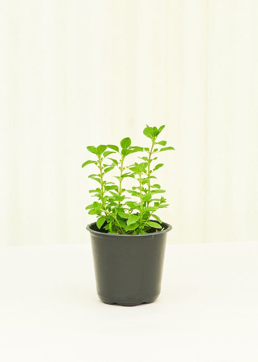 Oregano 4 pack Plant Rooted 