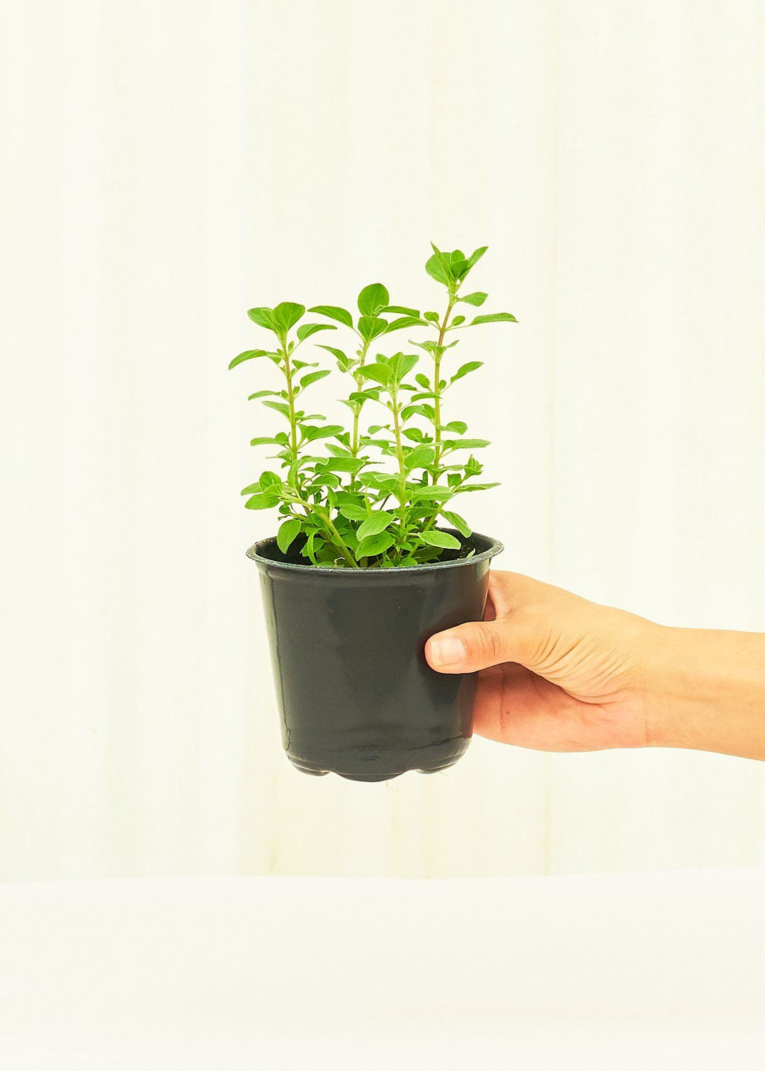 Oregano in a 4 inches pot