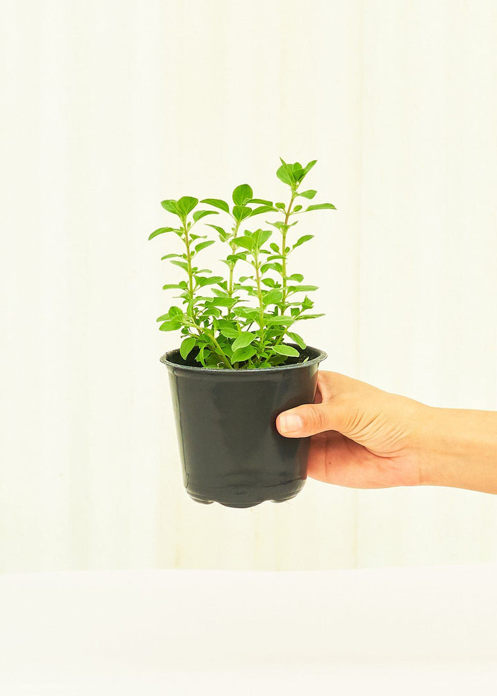 Oregano in a 4 inches pot