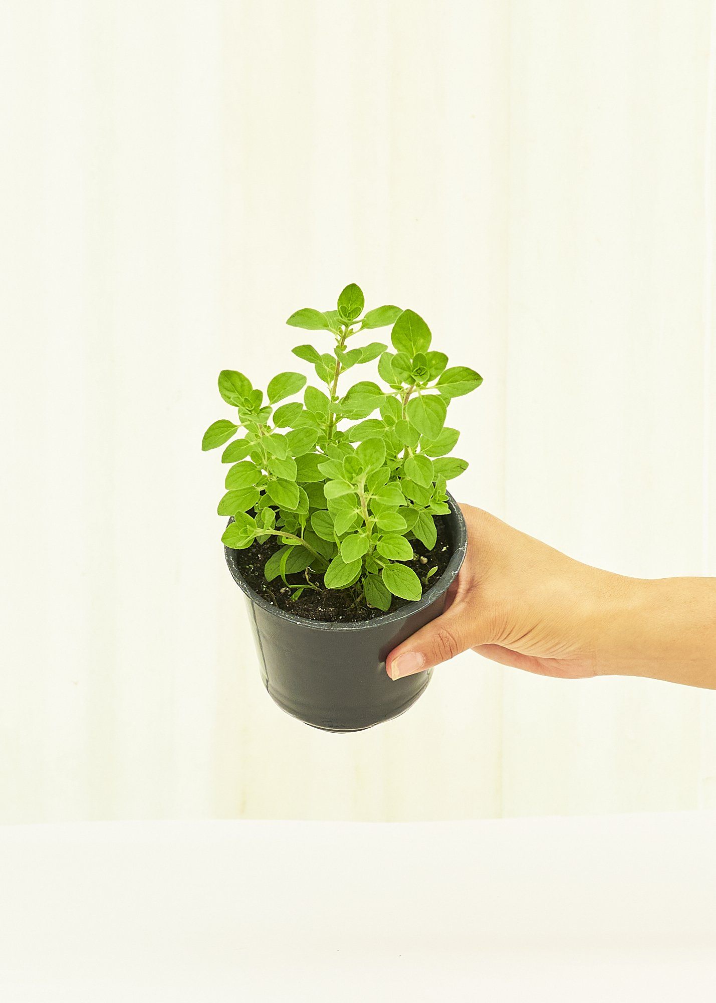 Oregano 4 pack Plant Rooted 