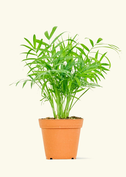 parlor palm tall and bushy Parlor Palm (Chamaedorea elegans) – Hey Rooted