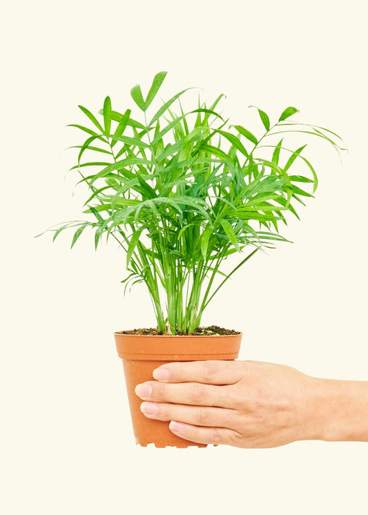 Parlor Palm in a 4 inches grow pot
