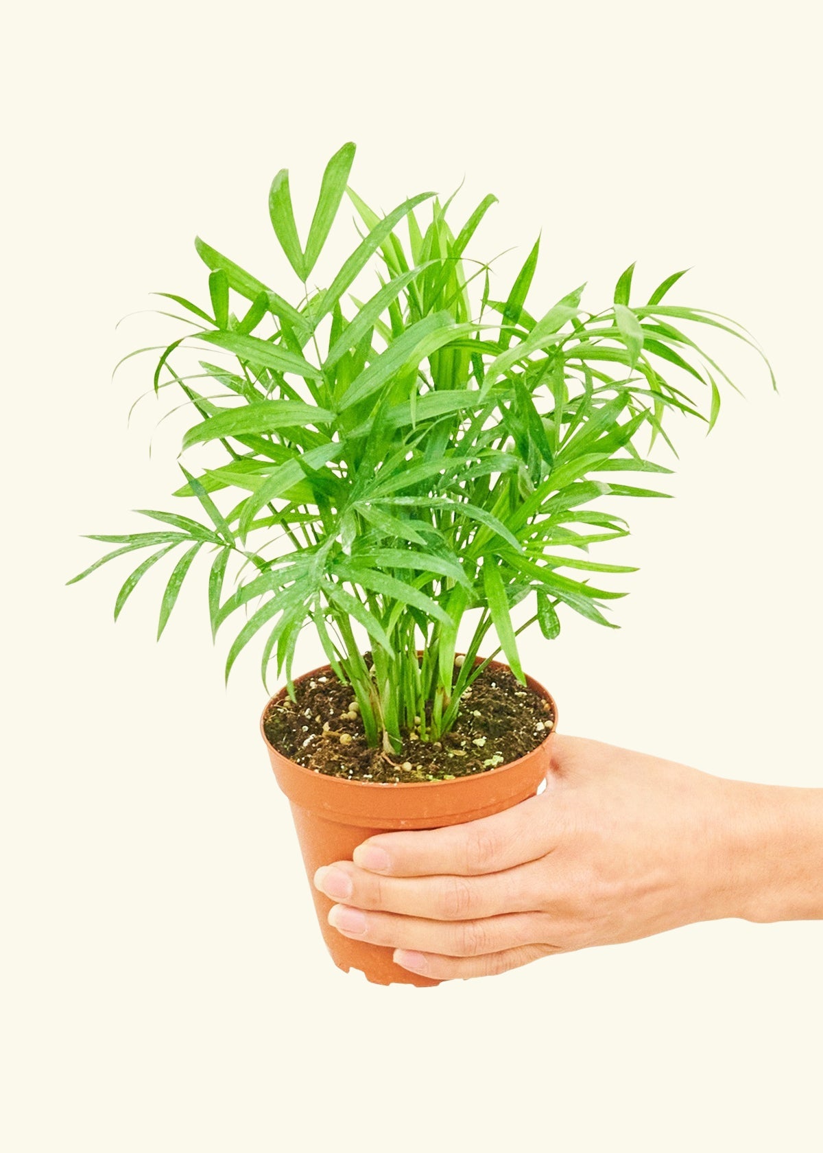 Parlor Palm in a 4 inches grow pot